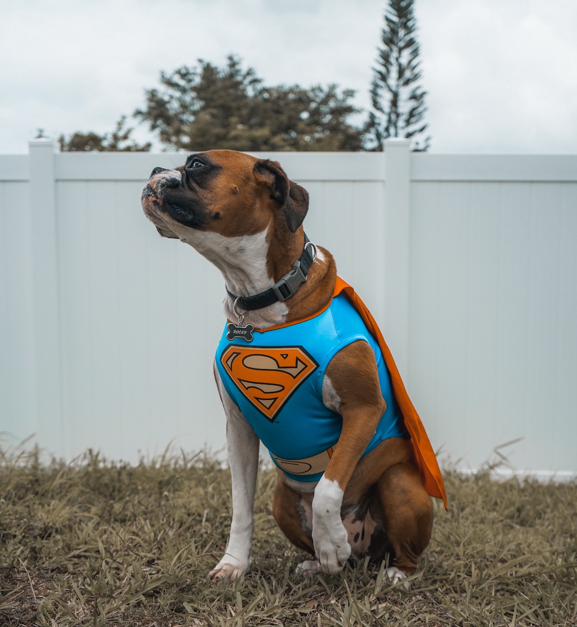 superdog